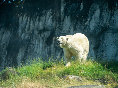 The polar bear is a hypercarnivorous bear whose native range lies largely within the Arctic Circle, encompassing the Arctic Ocean, its surrounding seas and surrounding land masses.