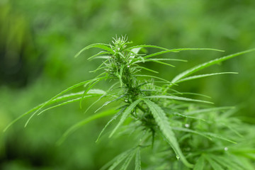 close up of young cbd plant,