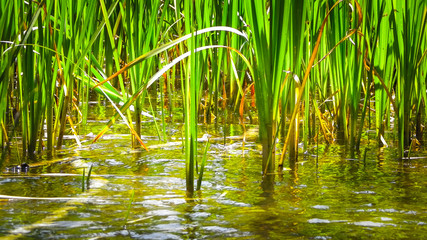 Close up of typha plant in lake water.