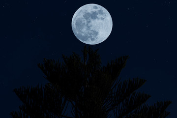 Fototapeta na wymiar Full moon over silhouette tree in the dark night.