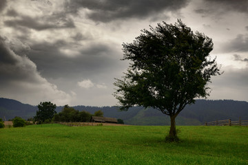 dark clouds, stormy sky and one tree on a meadow in carpathian mountains, wind, countryside, spruces on hills, beautiful nature, summer landscape