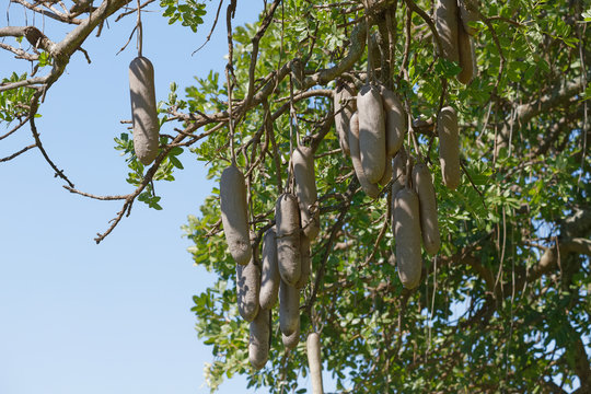 Leberwurstbaum