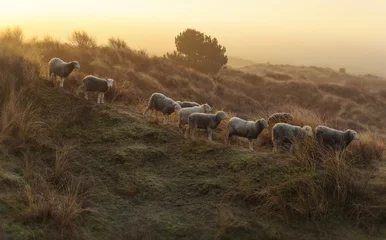 Fotobehang sand hill sheep © Theresa