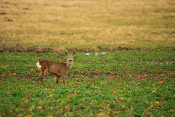 Naklejka na ściany i meble Roe deer - capreolus capreolus on the field
