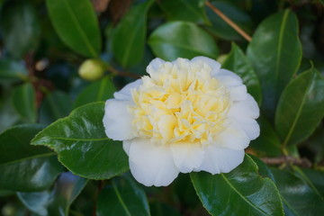 Incredible beautiful white camellia, Camellia japonica Nobilissima in bloom.