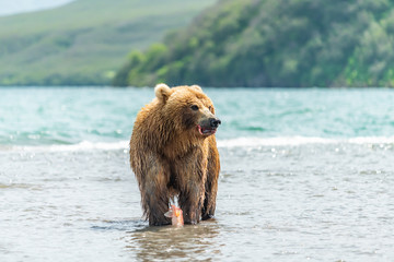 Ruling the landscape, brown bears of Kamchatka (Ursus arctos beringianus)