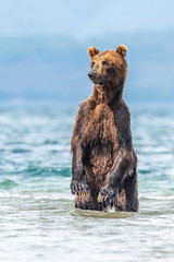 Obraz premium Ruling the landscape, brown bears of Kamchatka (Ursus arctos beringianus)
