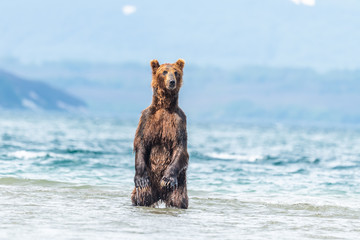 Fototapeta premium Ruling the landscape, brown bears of Kamchatka (Ursus arctos beringianus)