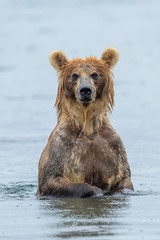Fototapeta premium Ruling the landscape, brown bears of Kamchatka (Ursus arctos beringianus)