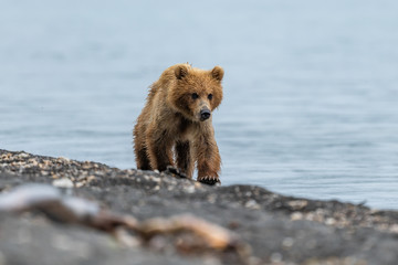 Obraz premium Ruling the landscape, brown bears of Kamchatka (Ursus arctos beringianus)
