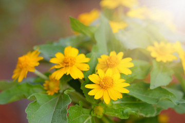 Close-up of Singapore dailsy, creeping daisy with sunlight in the garden., Beautiful yellow flowers.
