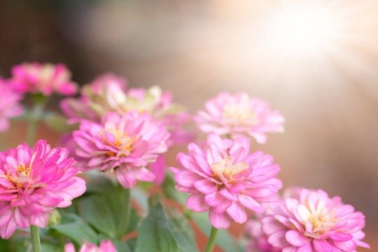 Beautiful pink zinnia with sunlight in the garden. © suthisak