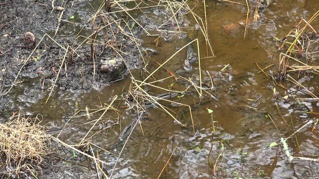 Water snake at the Honey Island river swamp. Louisiana, USA