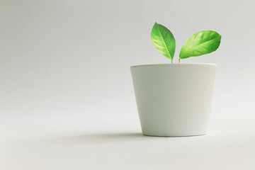 Green Lemon Leaves in White Pot on Light Background. Plant in Flowerpot. Growing Concept.