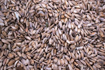 Milk thistle seeds for background. Silybum from the daisy family. Gray grains in large quantities. Concept of medicinal herbs for liver disease.