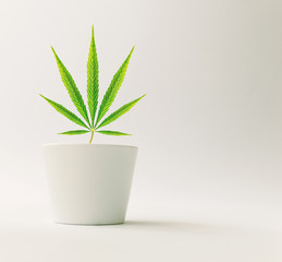 Medical Cannabis Plant - Indoor Hemp Leaf in White Pot on Light Background