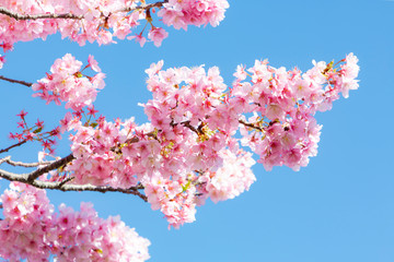 南伊豆町の河津桜