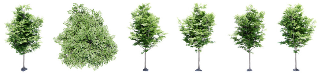 Set or collection of green trees isolated on white background. Concept or conceptual 3d illustration for nature, ecology and conservation, strength and endurance, force and life