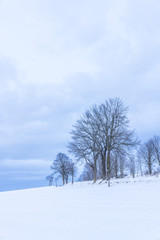 Fototapeta na wymiar Isolated tree in winter landscape