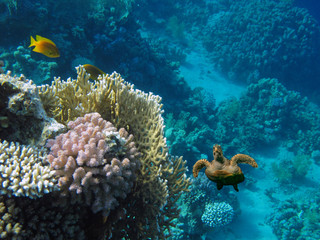 Fototapeta na wymiar The Best Coral Reef Locations: Red Sea are the largest natural structures