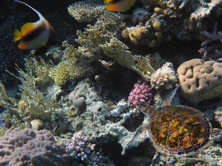 Naklejka na ściany i meble The Best Coral Reef Locations: Red Sea are the largest natural structures