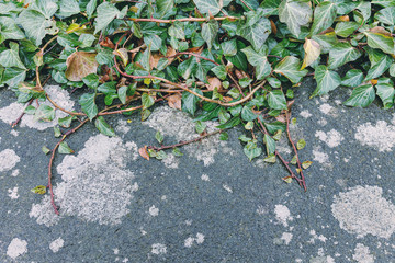 Ivy Plants on Retro Concrete Background