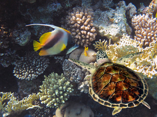 The Best Coral Reef Locations: Red Sea are the largest natural structures