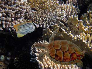 The Best Coral Reef Locations: Red Sea are the largest natural structures