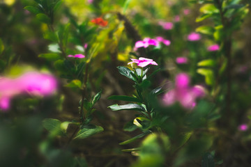 purple flowers in the garden