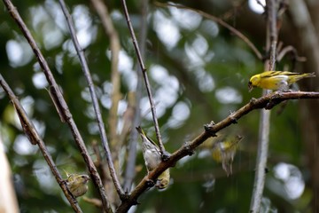 Yellow bird ( Spinus spinus),in the Taiwan.