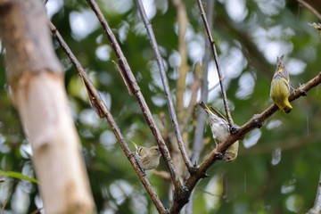 Yellow bird ( Spinus spinus),in the Taiwan.