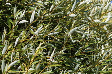 Crown of a silver willow as a greenery design of background.