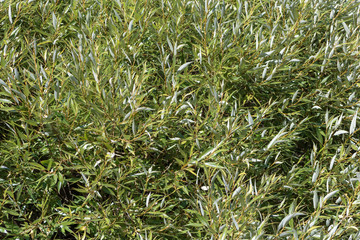 Crown of a silver willow as a greenery design of background.