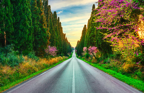 Bolgheri famous cypresses tree straight boulevard. Maremma, Tuscany, Italy