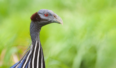 The Vulturine Guineafowl Bird Portrait on Blurred Grass Background Acryllium Vulturinum in ZOO Prague - Czechia