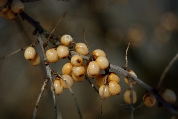Autumn harvest of sea buckthorn.