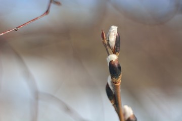 Spring Bud break on the trees.