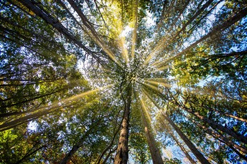 sun rays in green forest
