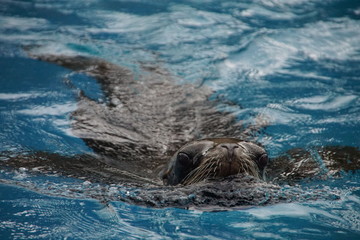 Seehund der im Wasser schwimmt