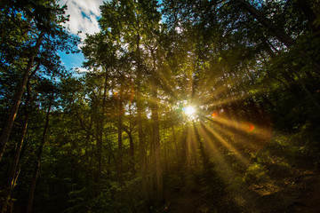 sun rays in green forest 
