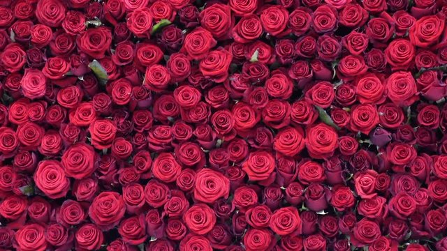 Many red roses as background	