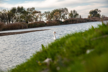 Fototapeta premium Swan swimming in the water
