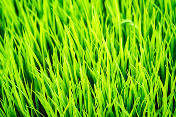 Perfect green fresh grass rice texture