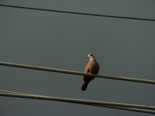 beautiful dove sunbathing on the wire