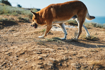 Big red dog, look like fox, walking on cliff of seashore at sunny day