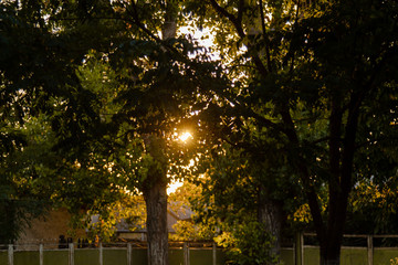  light through the foliage