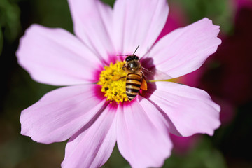 Single bee drinking nectar on pink mexican aster or cosmos bipinnatus flowers witn in nature garden outdoor background top view