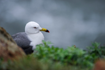 gull