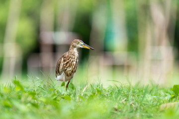Chinese pond heron / Ardeola bacchus on the lawn in the park