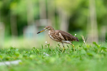 Chinese pond heron / Ardeola bacchus on the lawn in the park